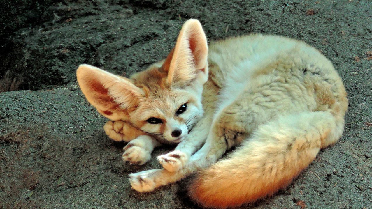 Fennec Fox