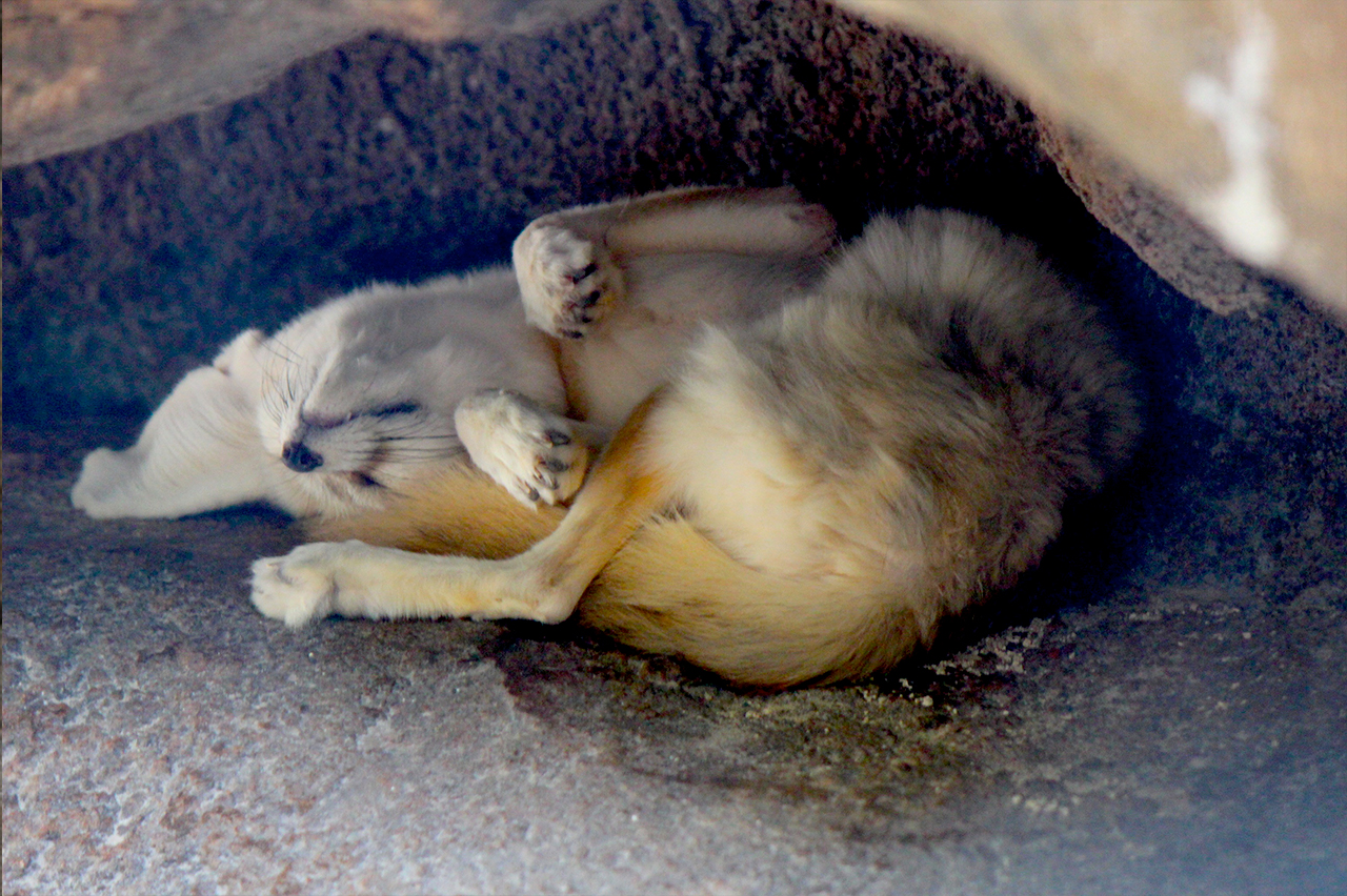 Arctic Fox  The Zoo Society