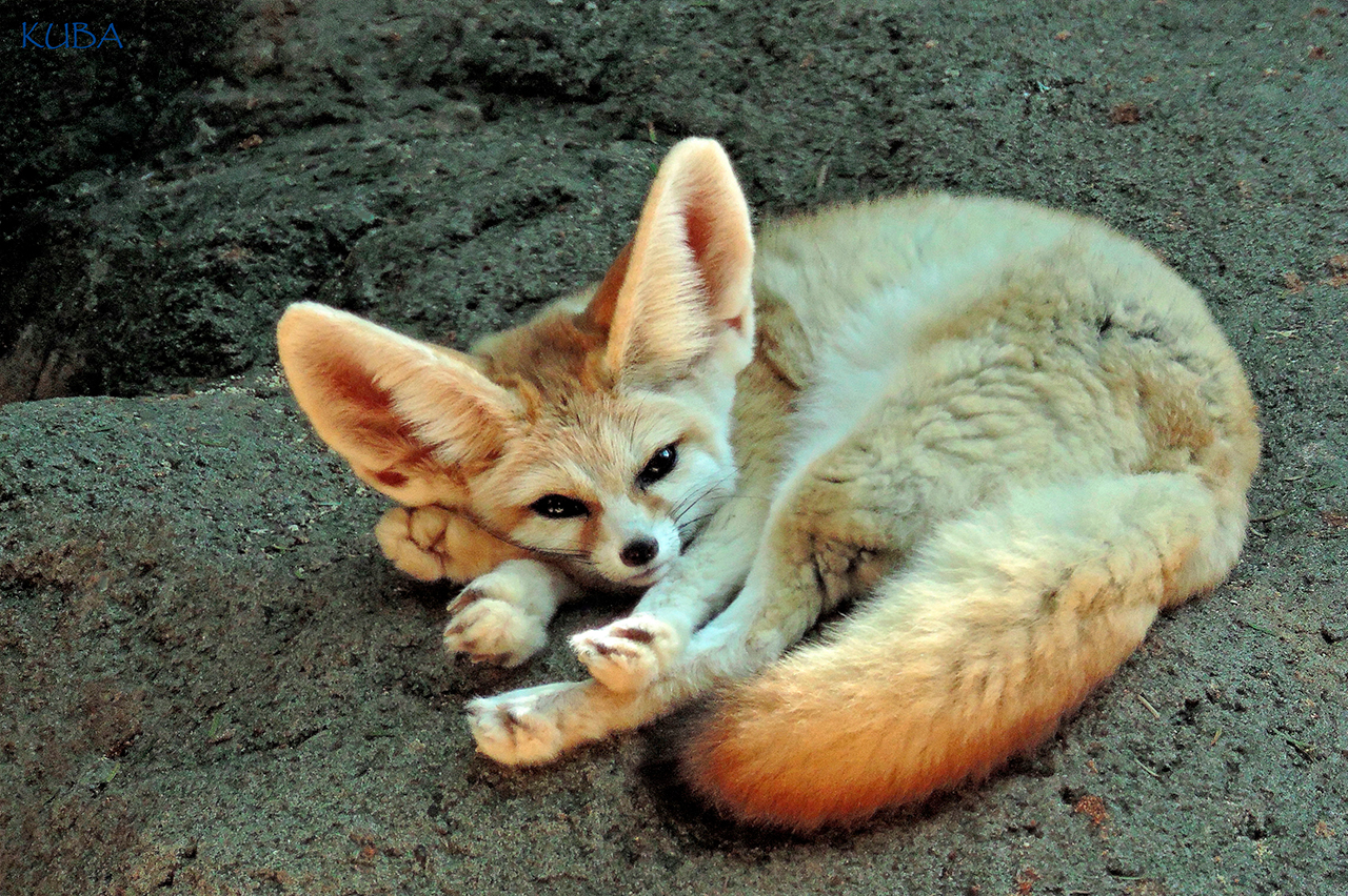 safari west fennec fox