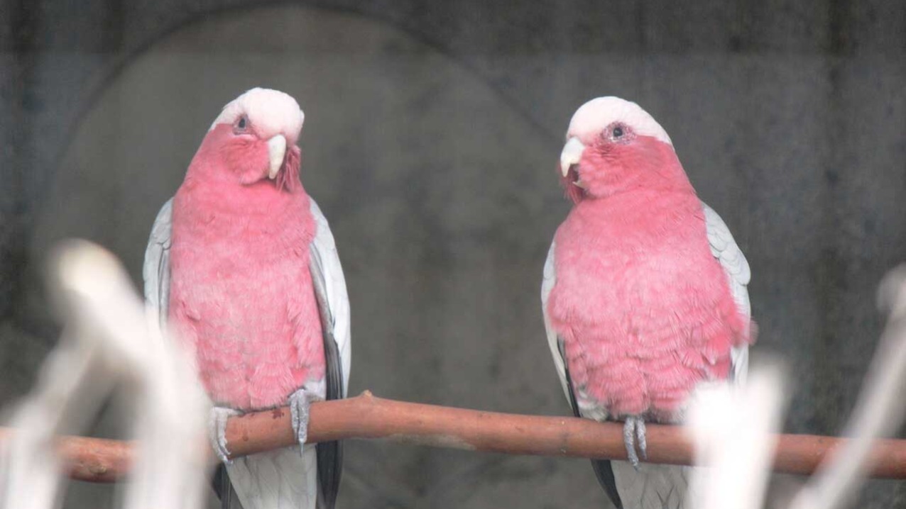 Galah