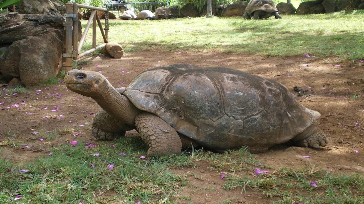 how big is the galapagos tortoise