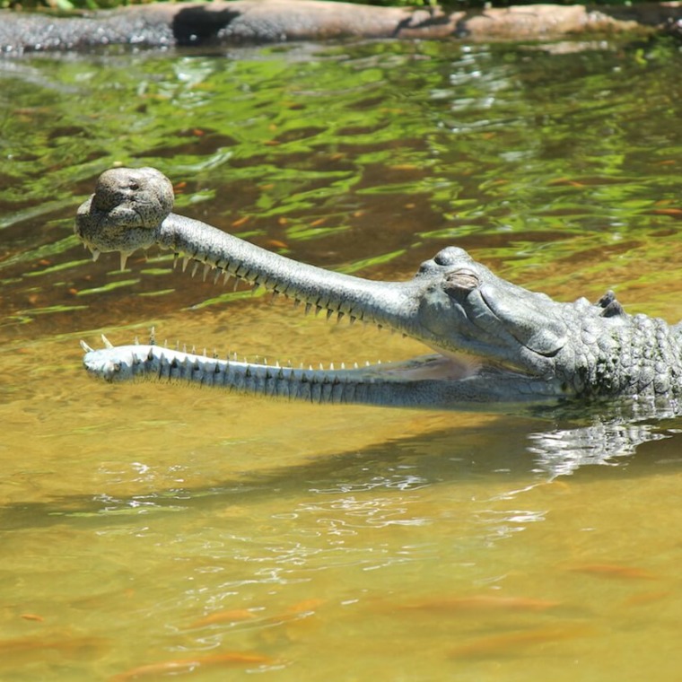 Gharial-1-760x760.jpg