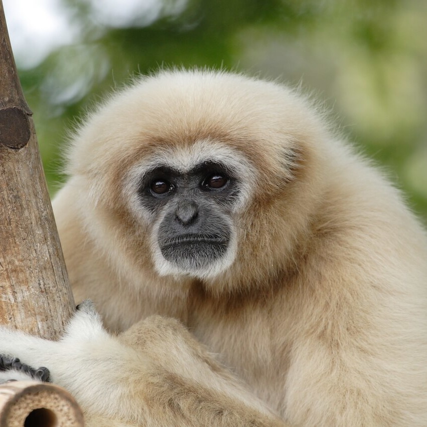 Gibbon-1