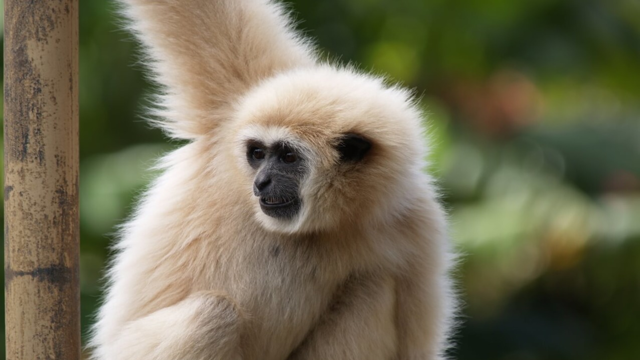 White-Handed Gibbon