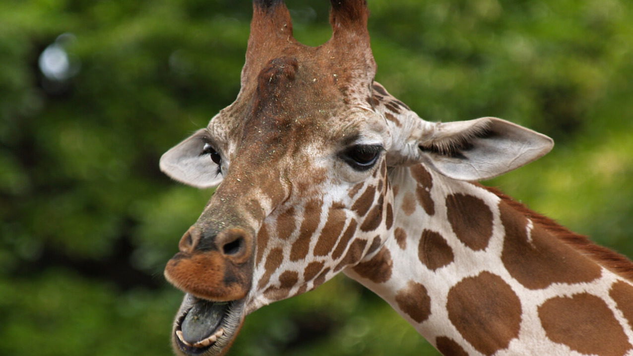 Reticulated Giraffe