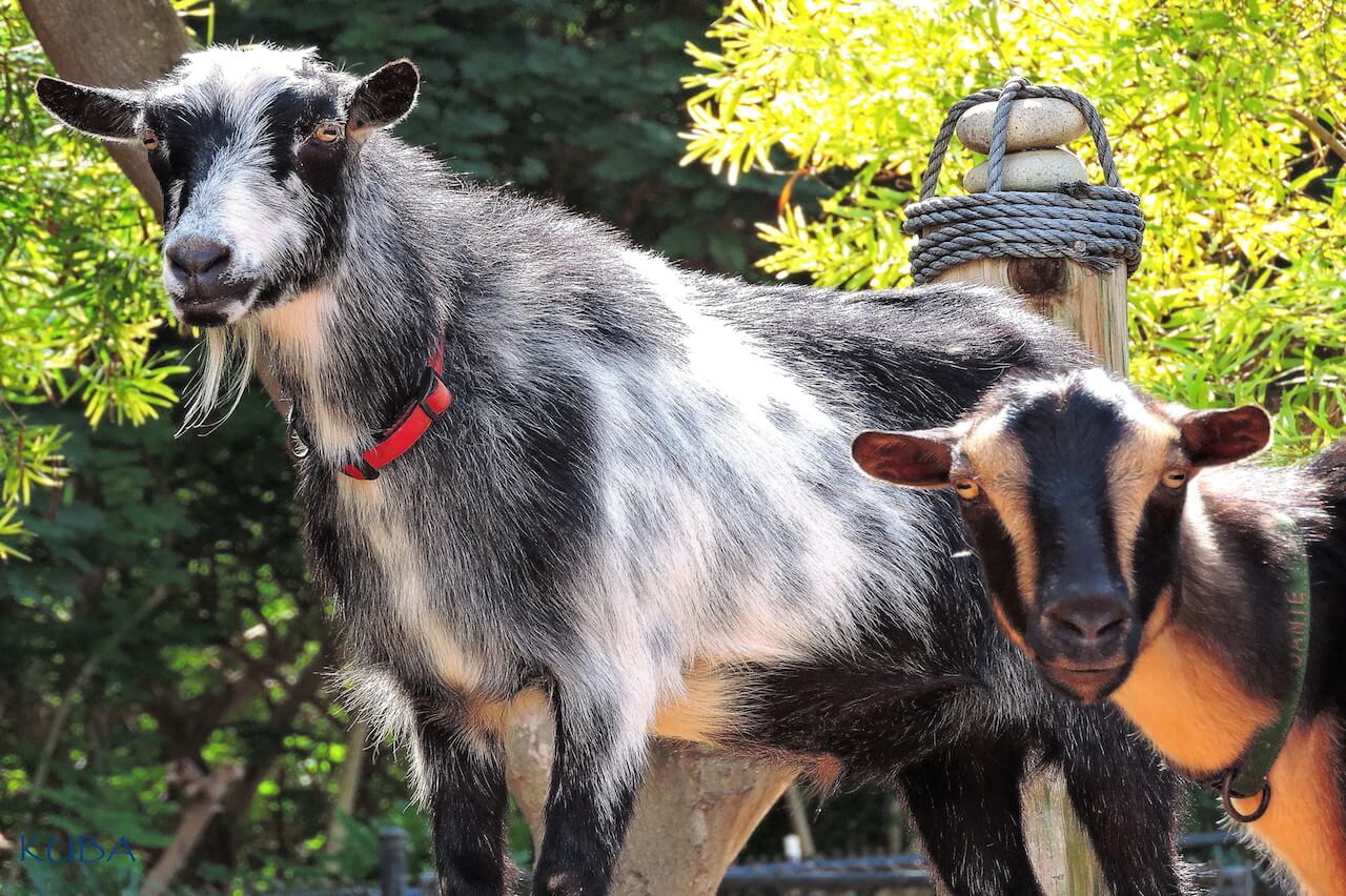 Goat Honolulu Zoo Society