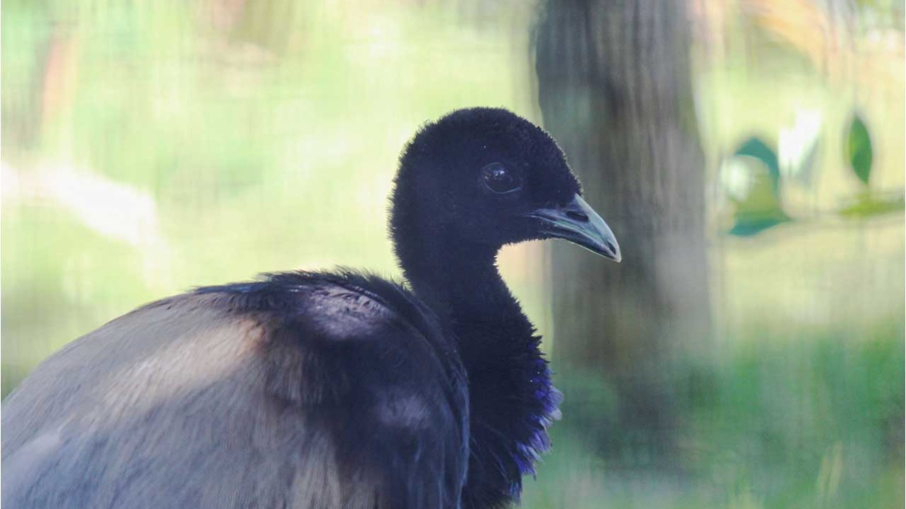 Grey-winged Trumpeter