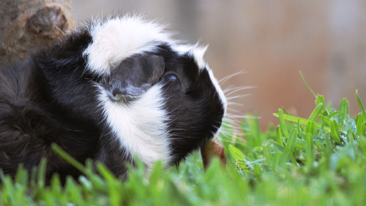 Guinea Pig