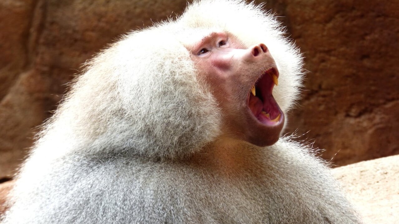 Hamadryas Baboon