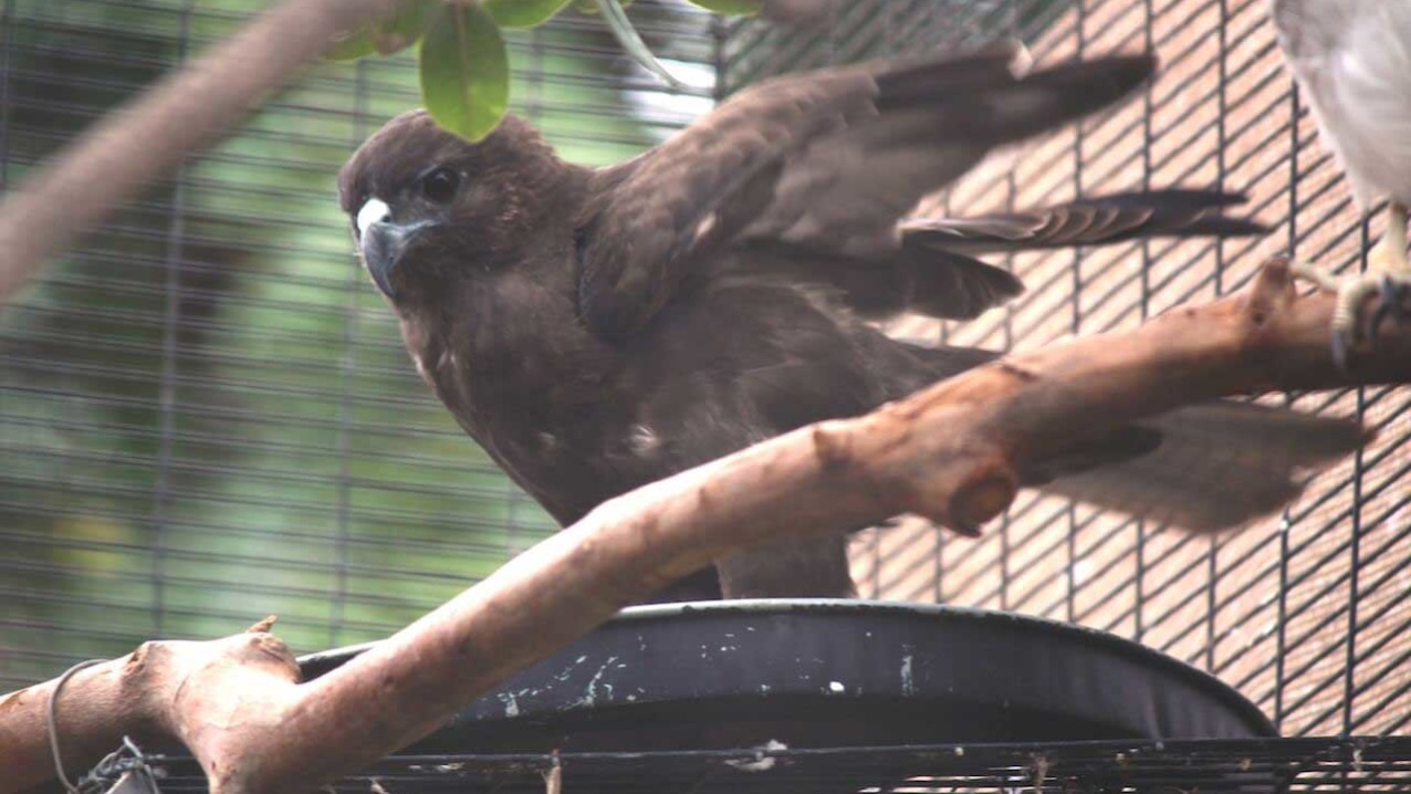 Hawaiian Hawk (‘Io)