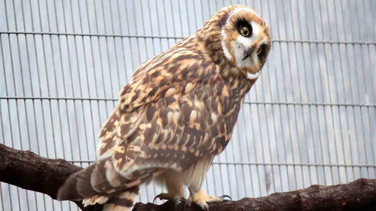 Hawaiian Short Eared-Owl (Pueo)