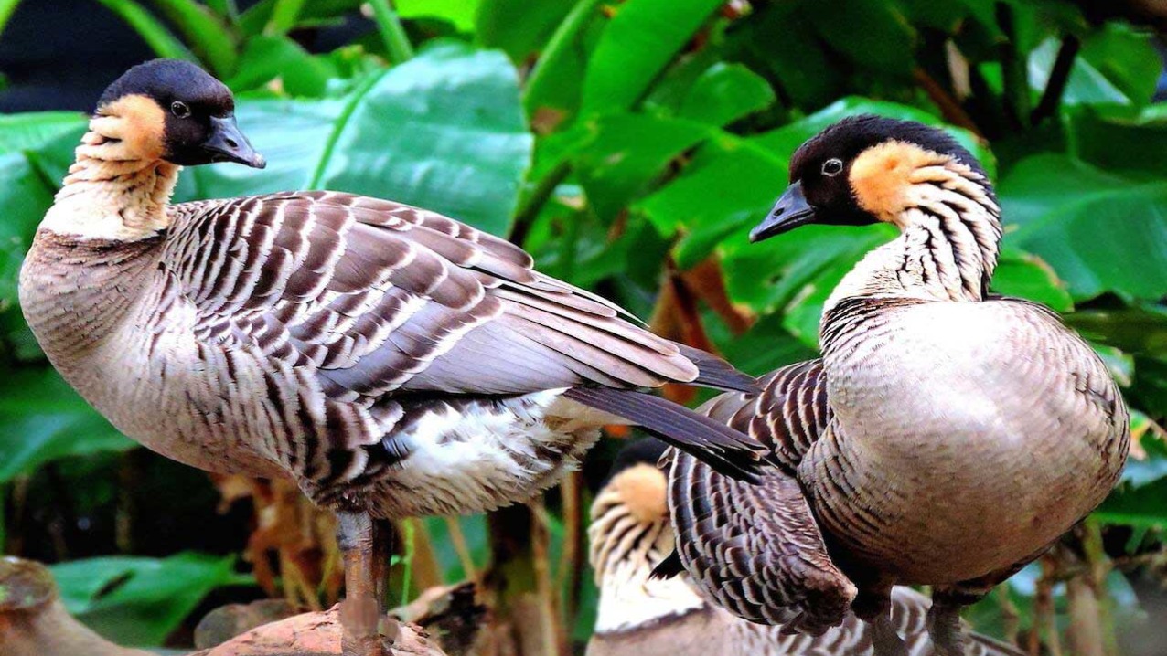 Hawaiian Goose (Nēnē)