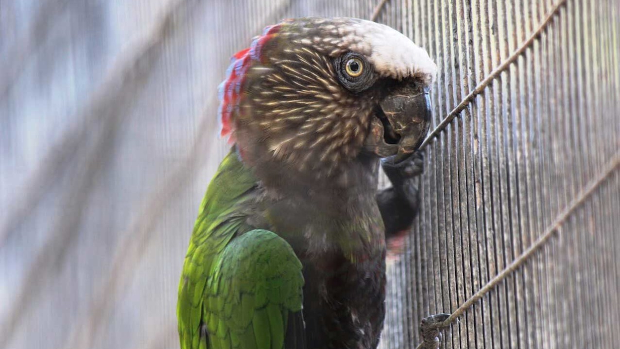 Hawk Headed Parrot