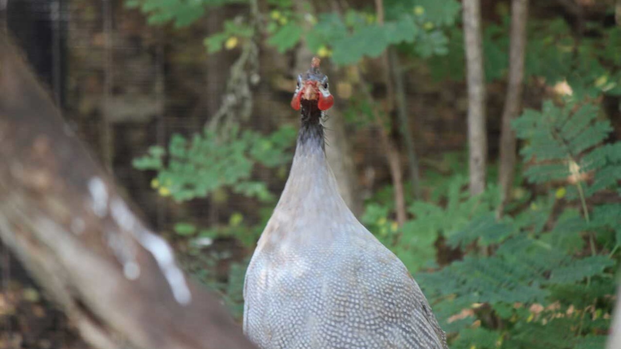 Helmeted Guinea Fowl