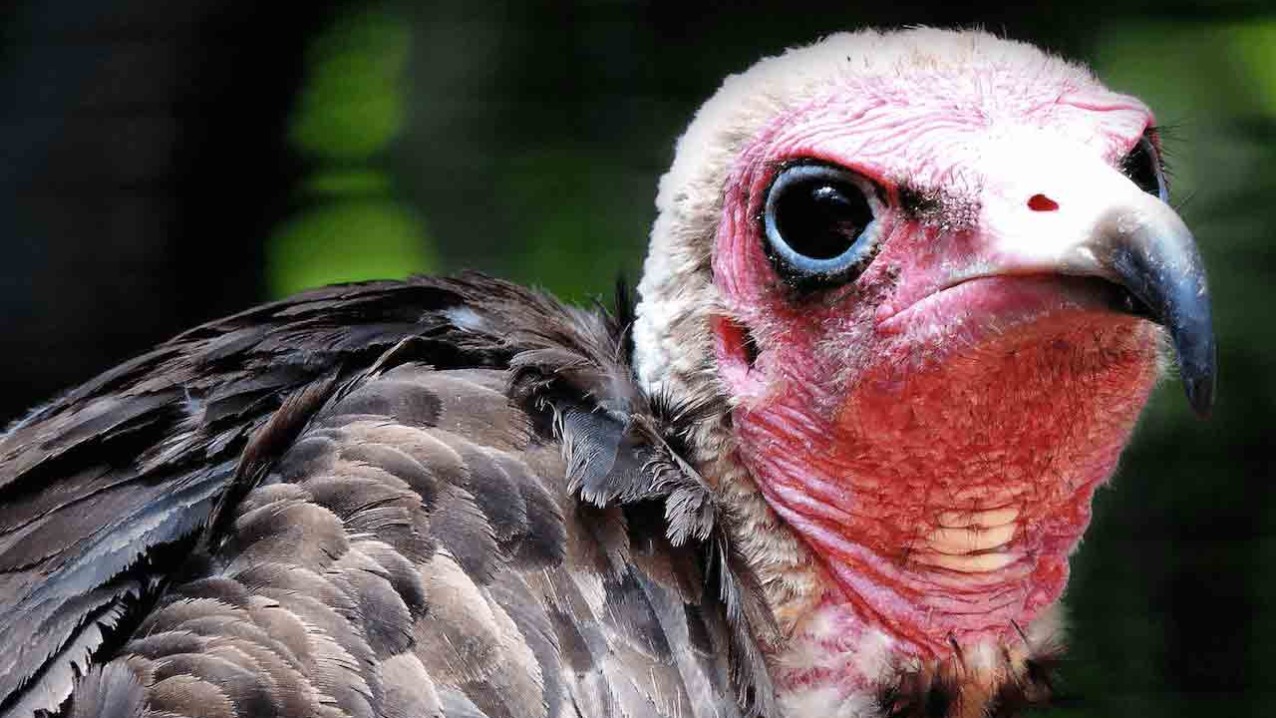 Hooded Vulture