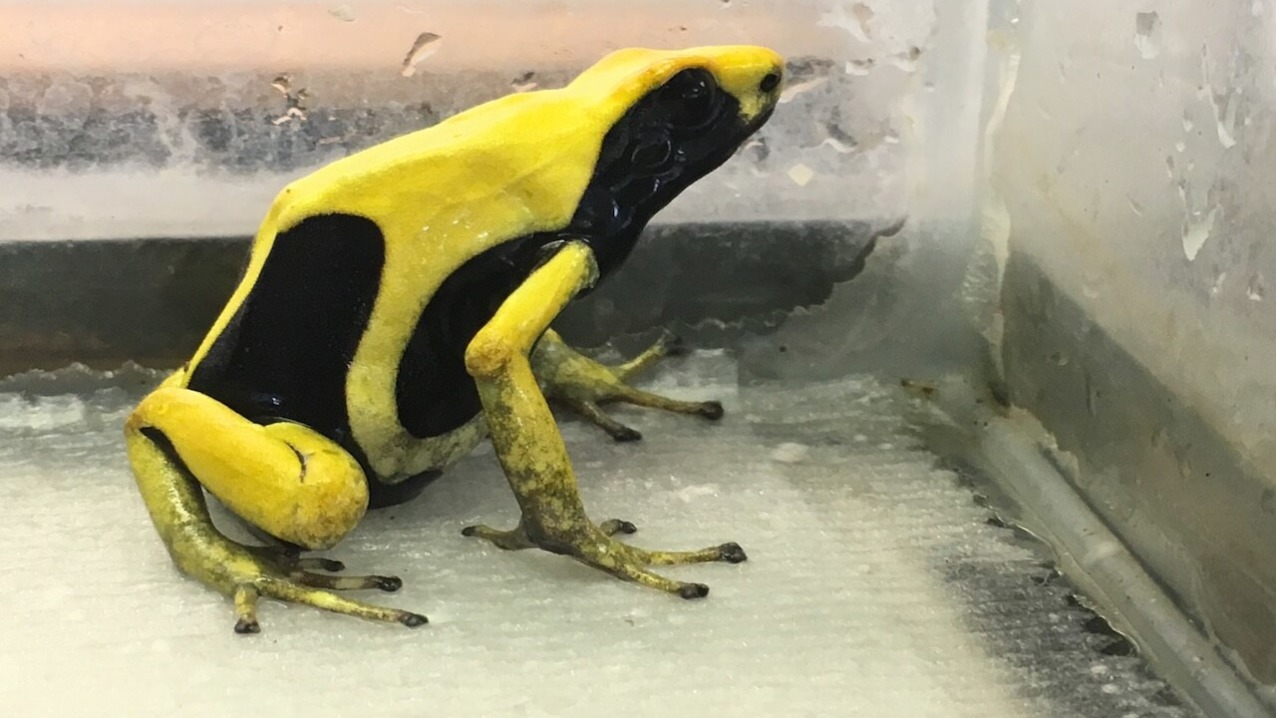 Dyeing Poison Dart Frog