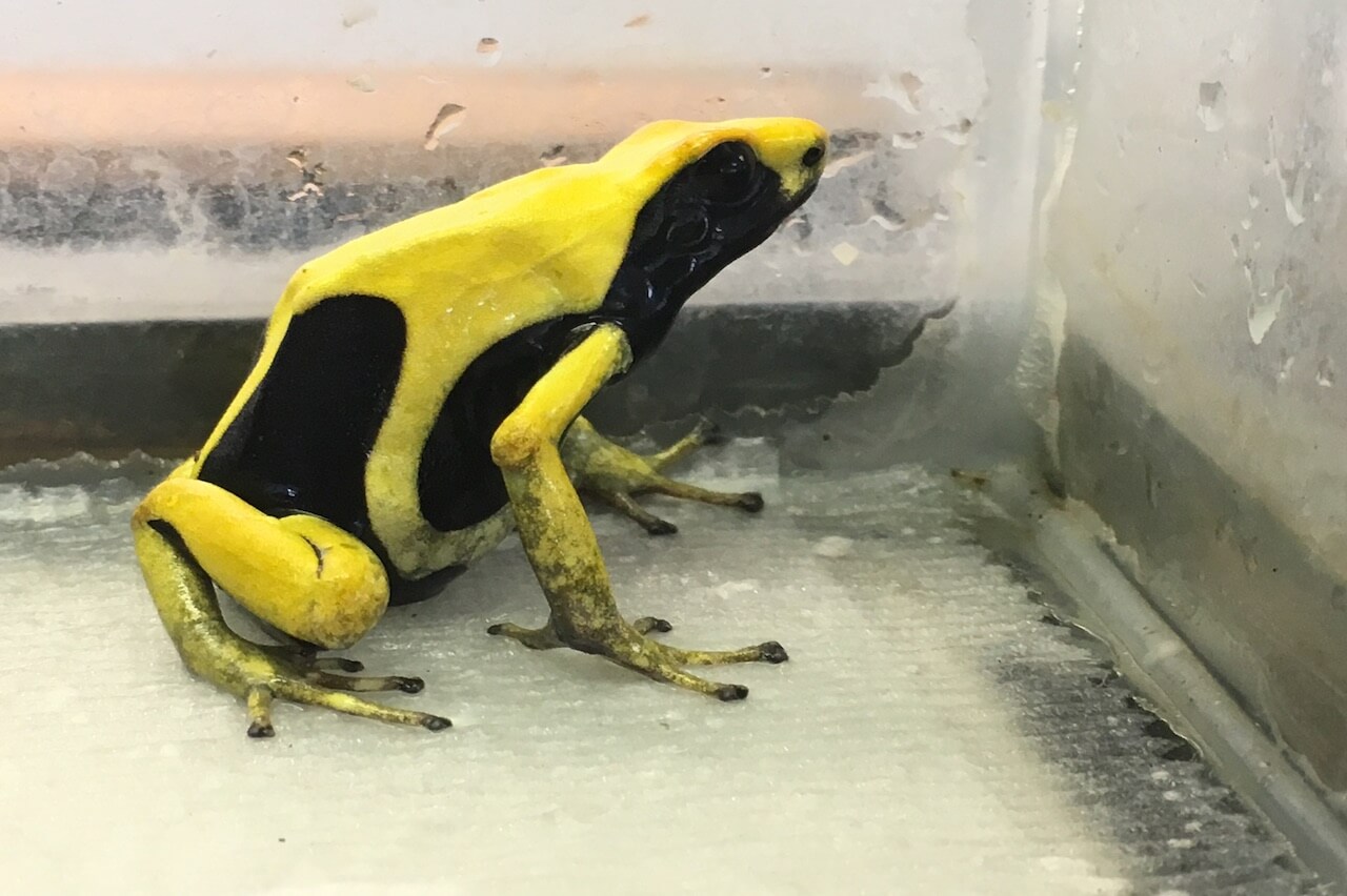 Dyeing Poison Dart Frog - Honolulu Zoo Society