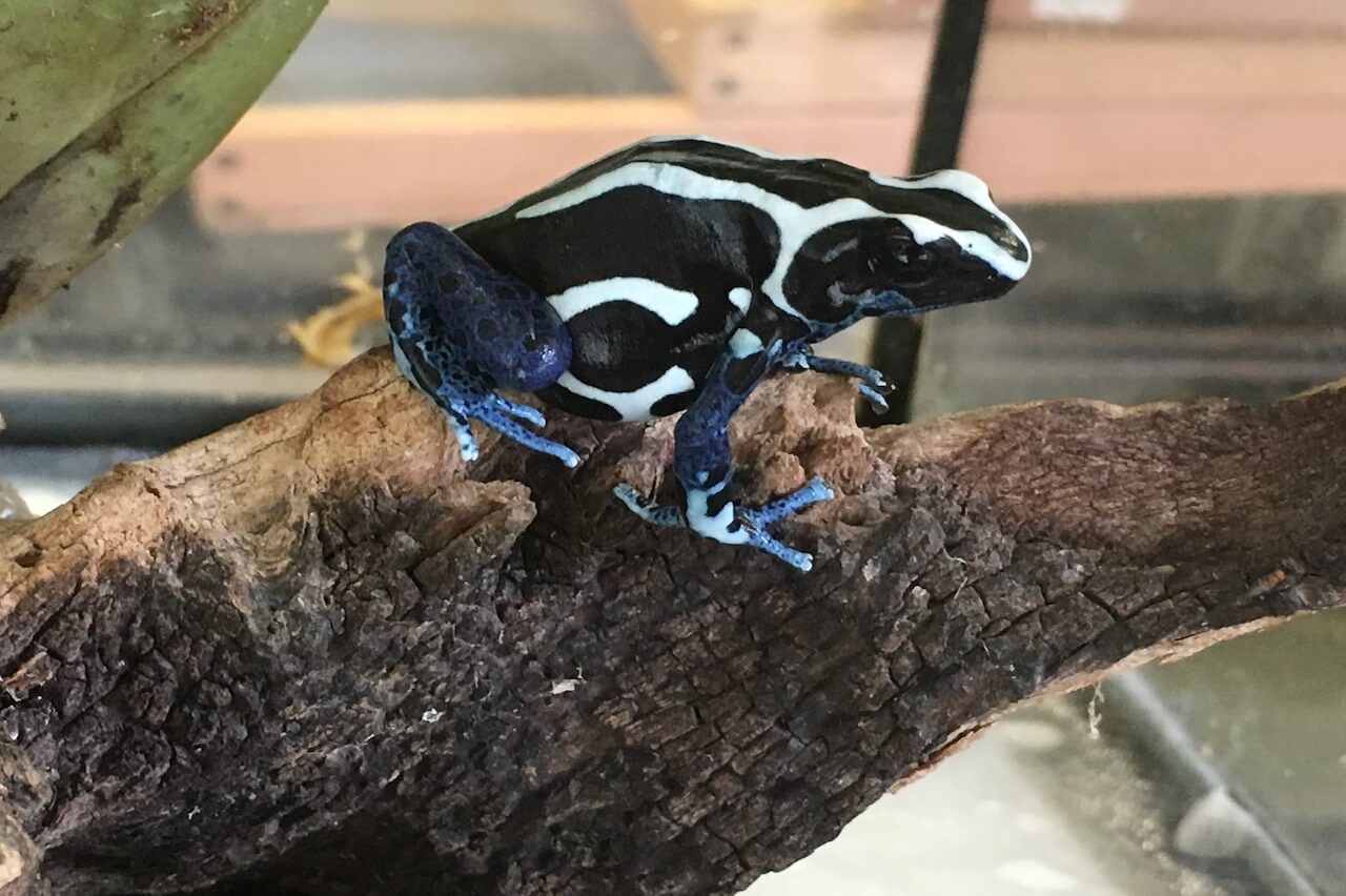 Dyeing Poison Dart Frog - Honolulu Zoo Society