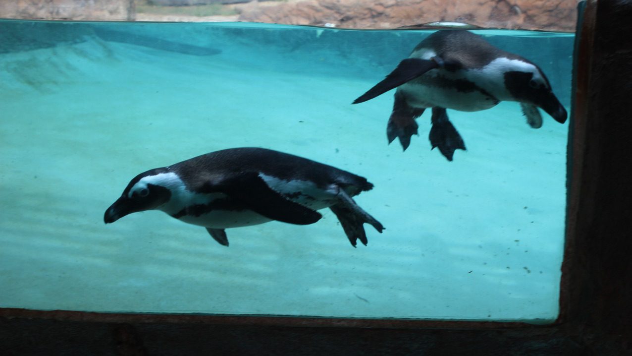 African Penguin