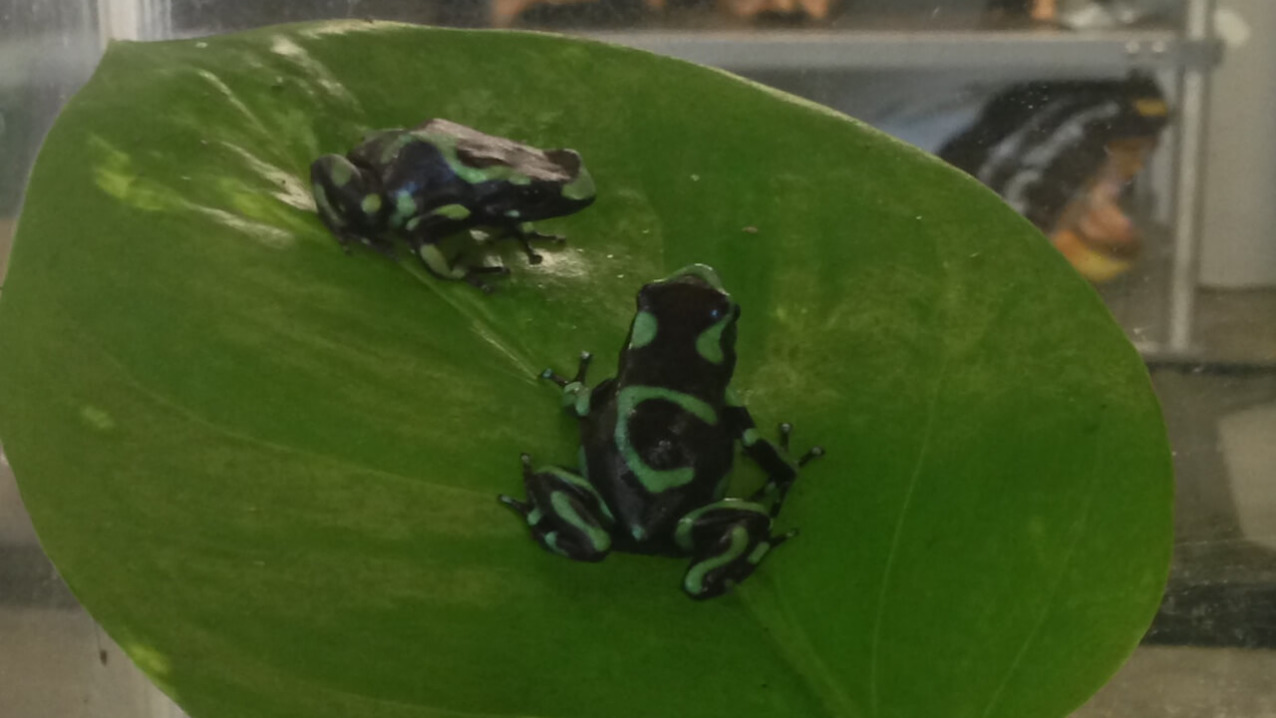 Green and Black Poison Dart Frog