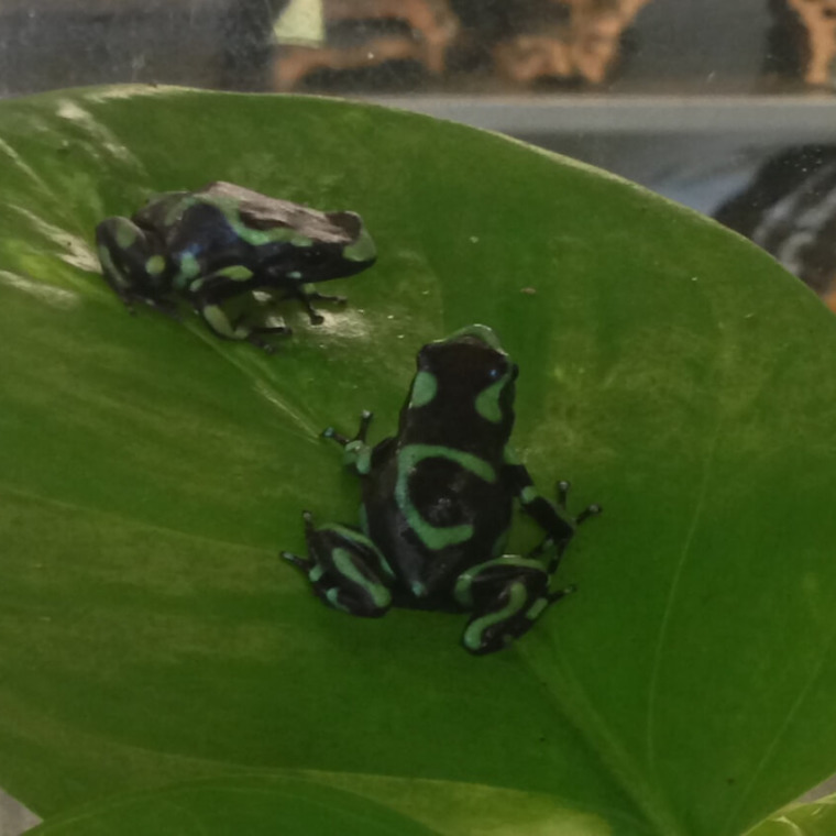 Dyeing Poison Dart Frog - Honolulu Zoo Society