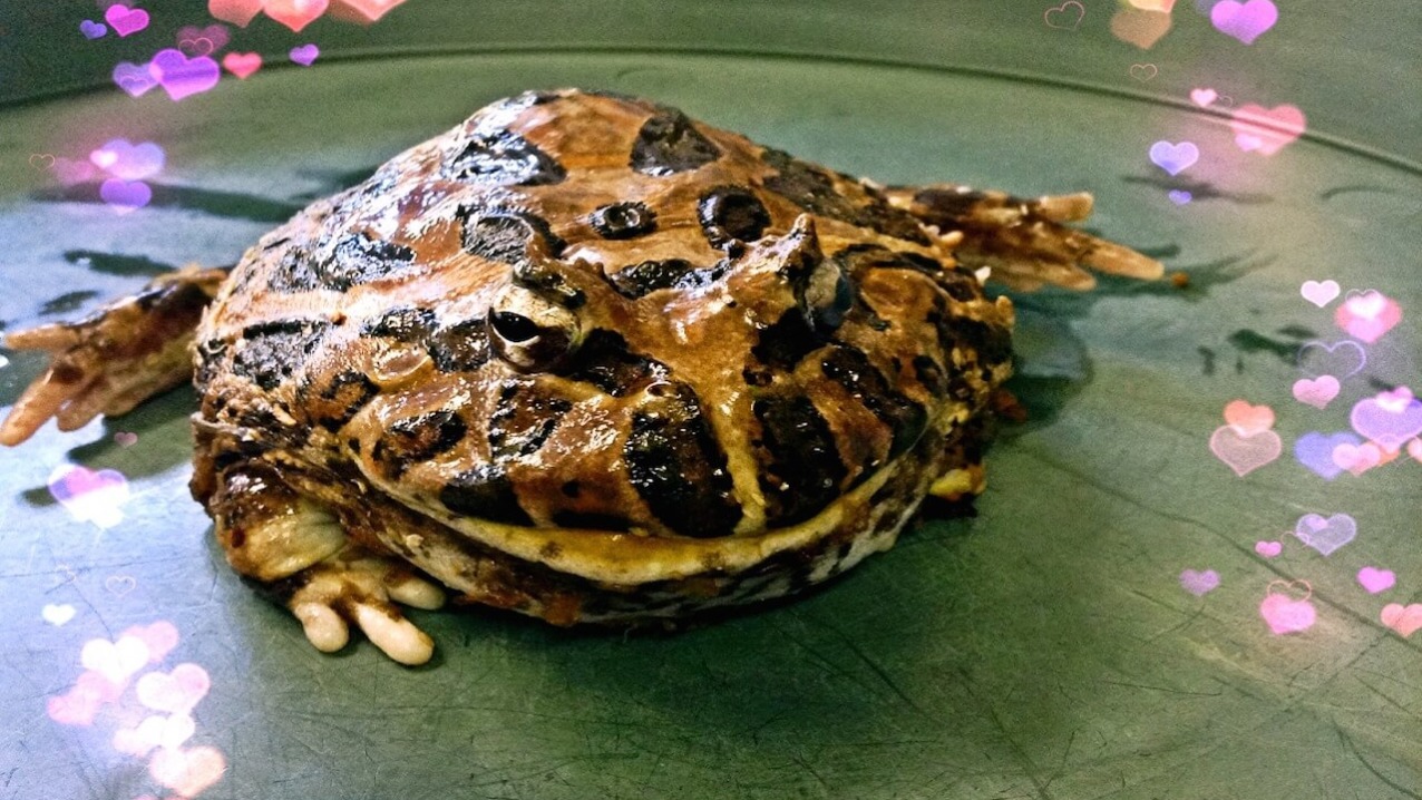 Ornate Horned Frog