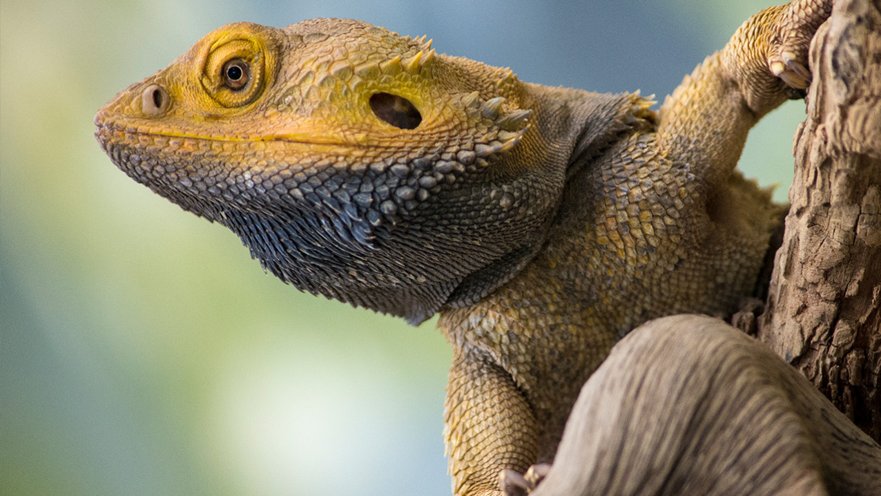 Inland Bearded Dragon Lizard