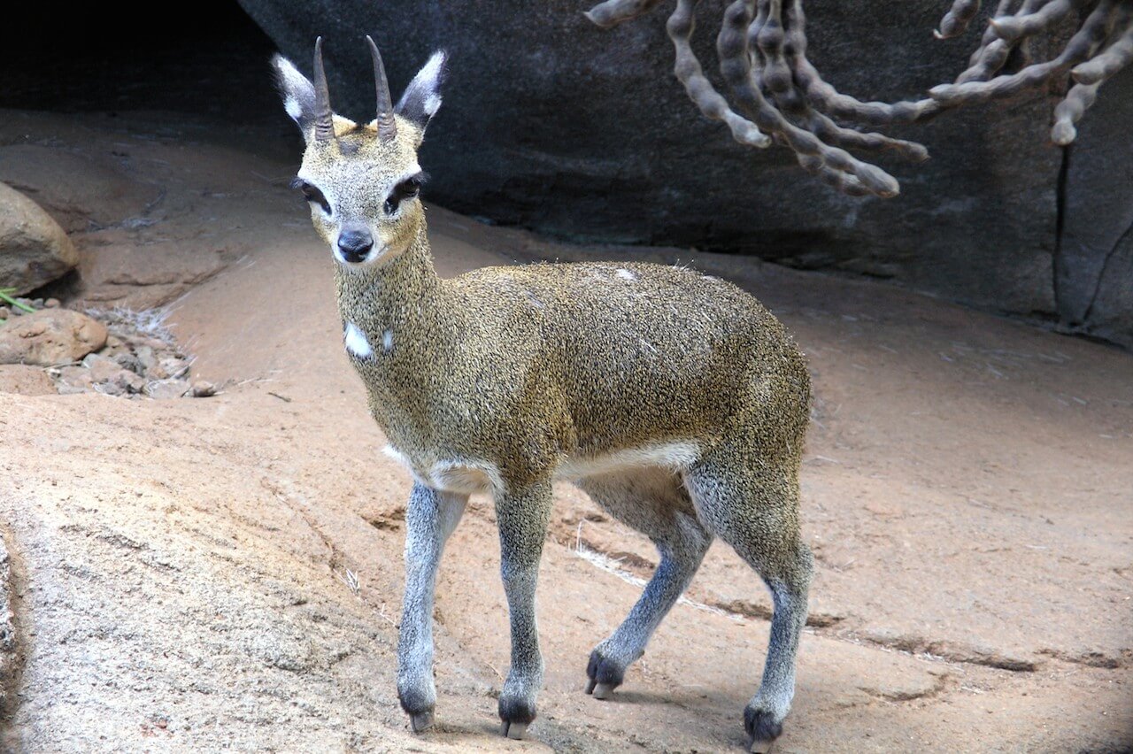 Klipspringer Honolulu Zoo Society