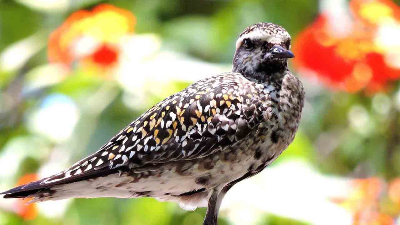 Kolea (Pacific Golden Plover)