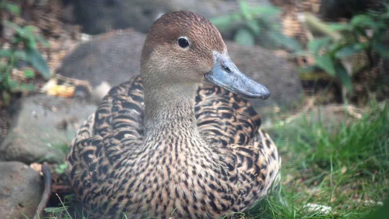Koloa Maoli (Hawaiian Duck)