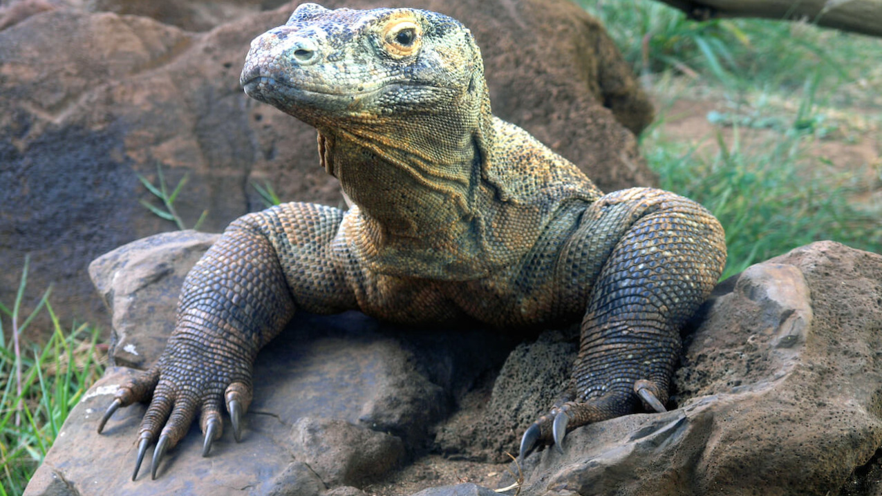 Komodo Dragon