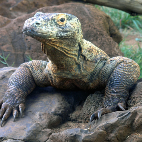 Komodo-dragon-feature-image