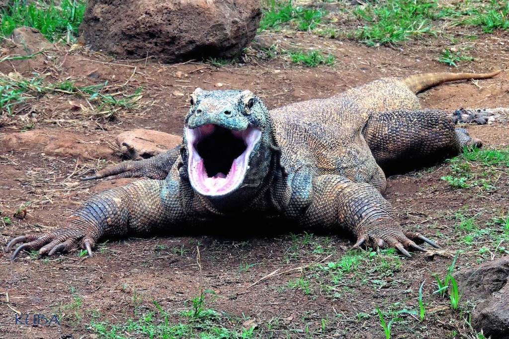 google komodo dragon google komodo dragon
