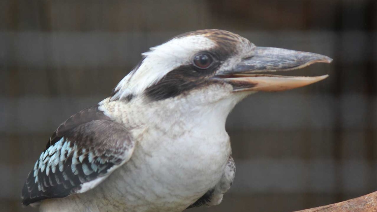 Kookaburra - Honolulu Zoo Society