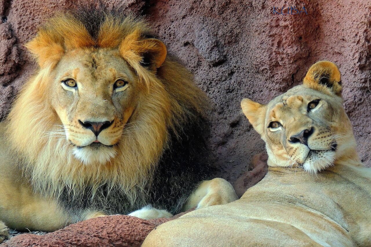 Lion - Honolulu Zoo Society