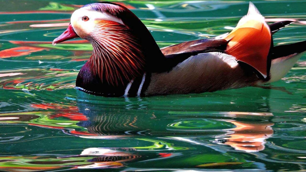 Mandarin Duck