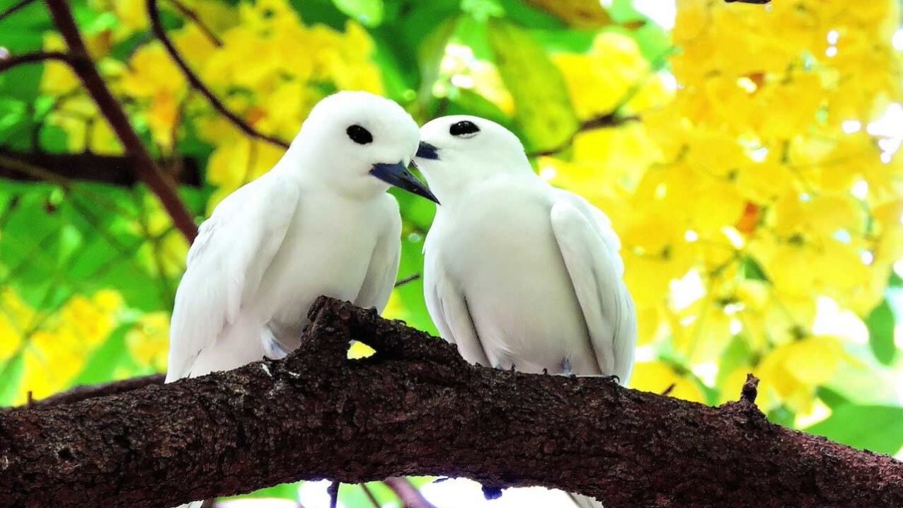 Manu-o-ku (White Fairy Tern)