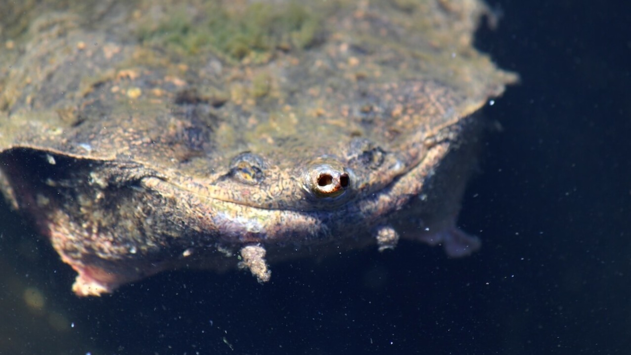 Matamata Turtle