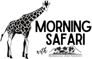 Morning safari logo