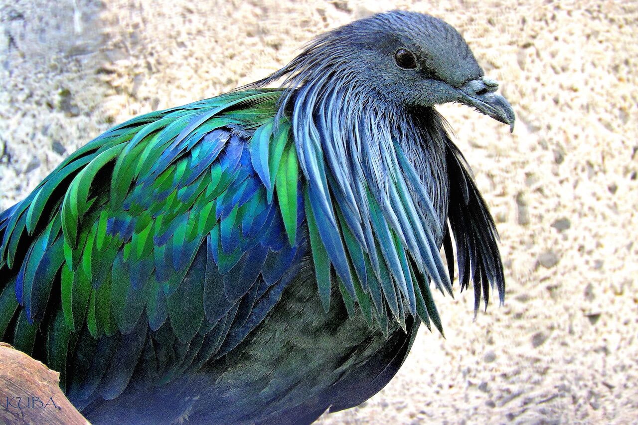 NICOBAR-PIGEON1.jpg