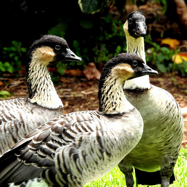 NeneGoose NeneGoose