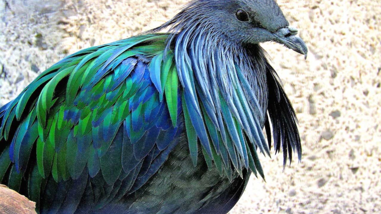 Nicobar Pigeon