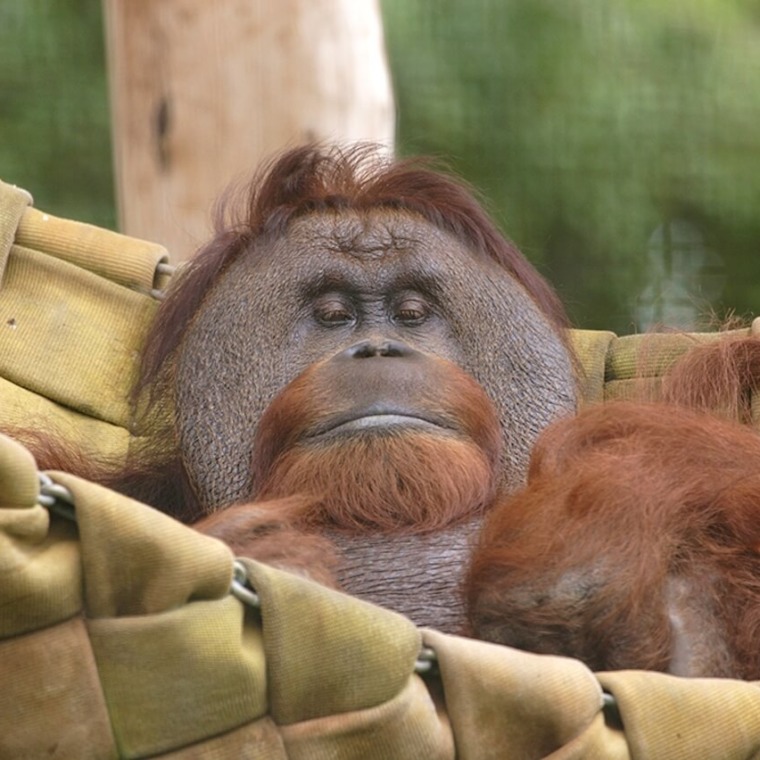 Orangutan-1-760x760.jpg