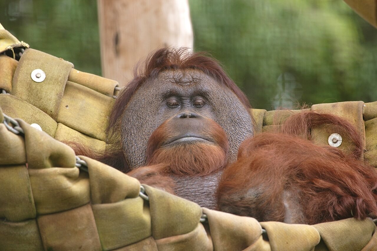  Orangutan  Honolulu Zoo Society