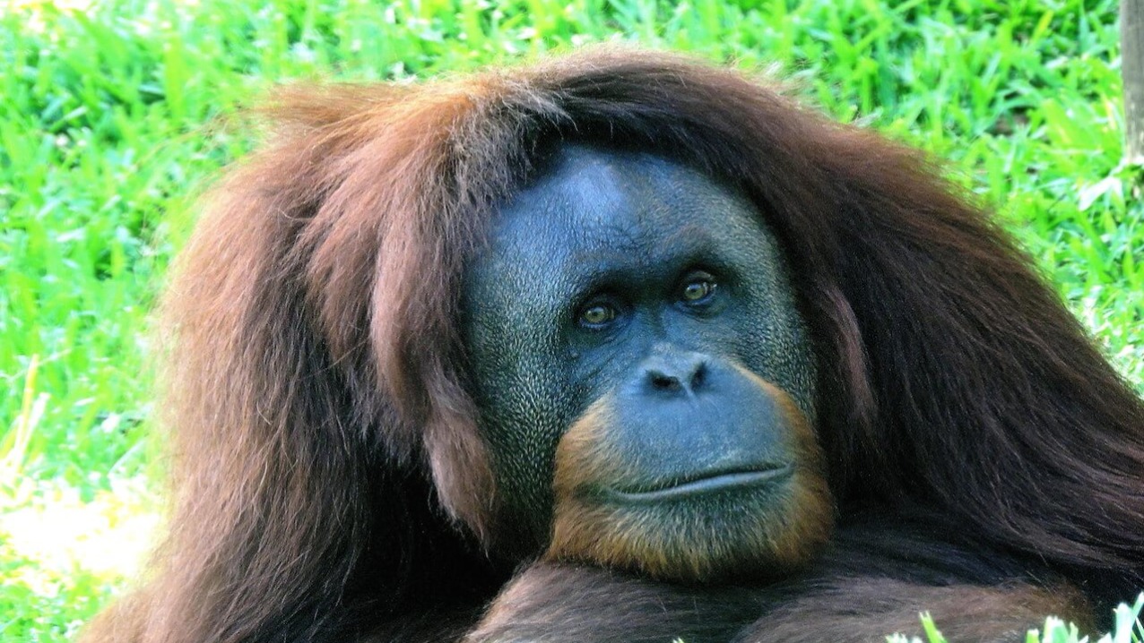 Orangutan