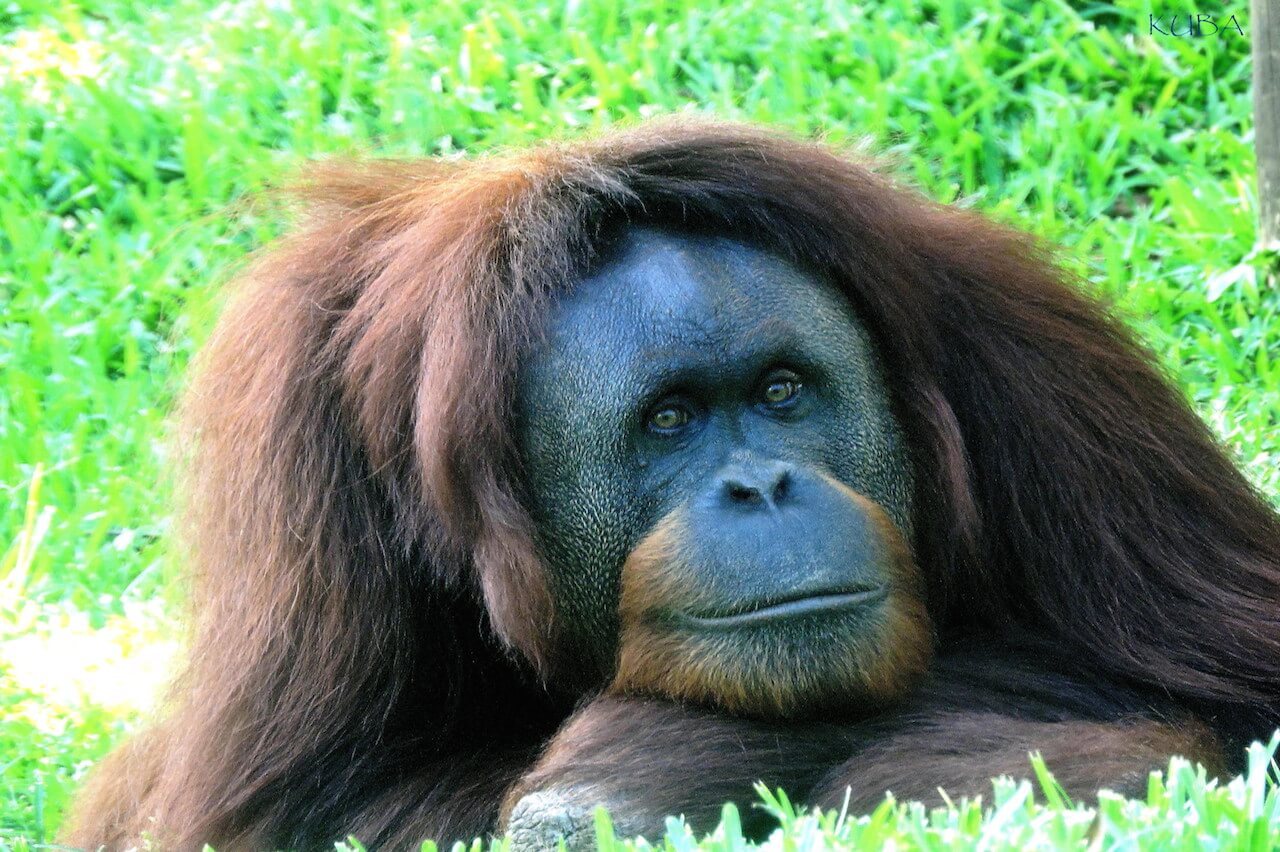 Orangutan - Honolulu Zoo Society