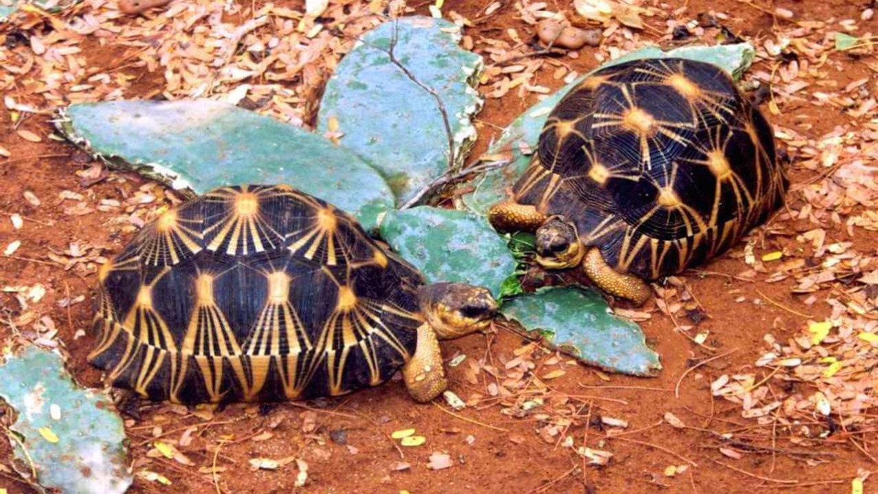 Radiated Tortoise