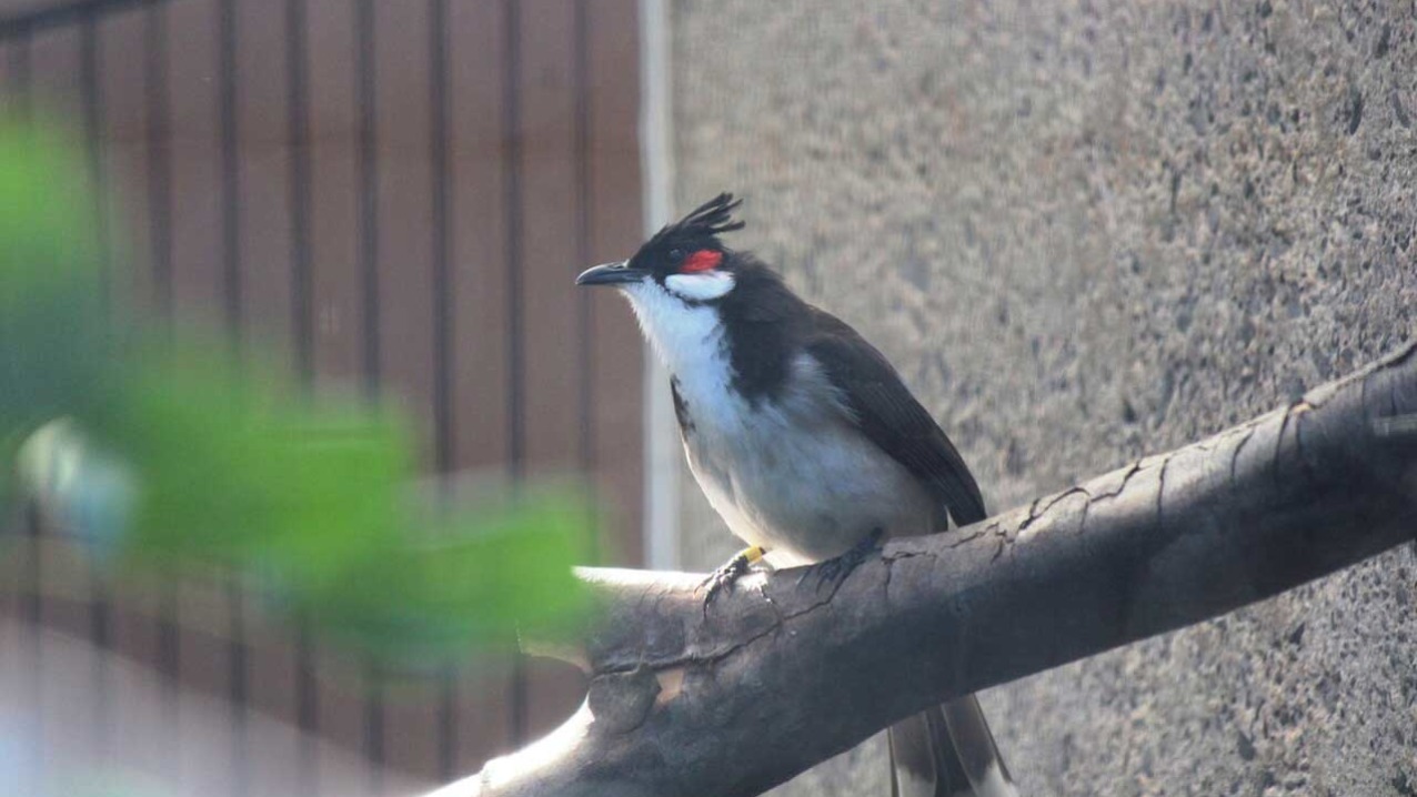 Red-whiskered Bulbul