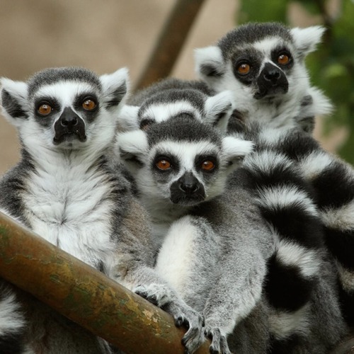 Ring-tailed-lemur-2