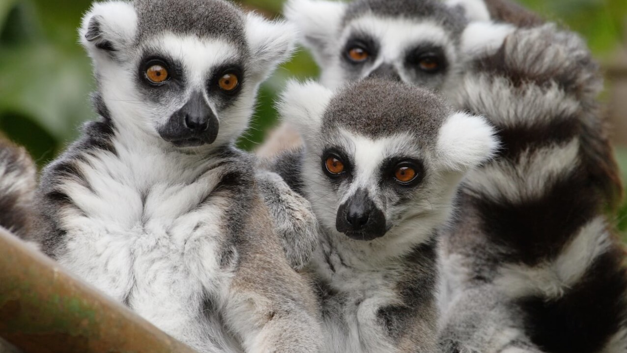 Ring Tailed Lemur